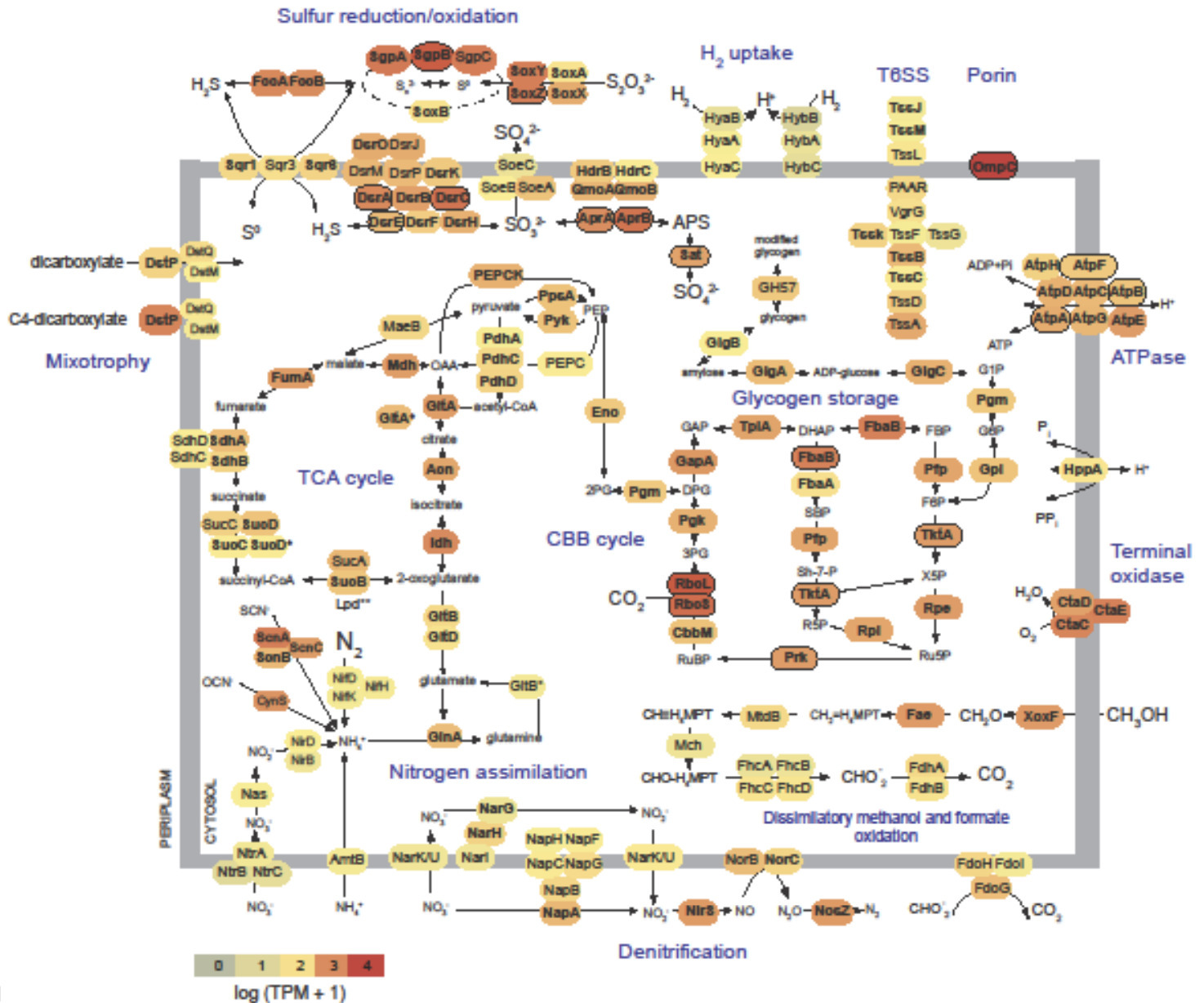 Metabolically-versatile Ca. Thiodiazotropha sym...