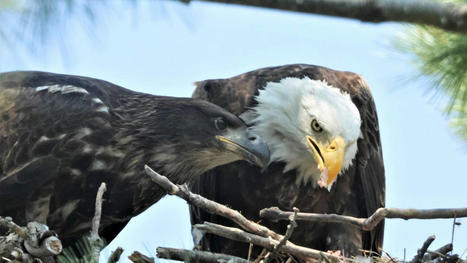 US: Bald eagles back on track to recovery after bird flu outbreak of 2022 | Virology News | Scoop.it