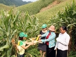 Développer la culture des plantes OGM au Vietnam | Questions de développement ... | Scoop.it