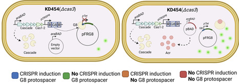 A census of anti-CRISPR proteins reveals AcrIE9 as an inhibitor of Escherichia coli K12 Type IE CRISPR-Cas system | Brvbe | RMH | Scoop.it