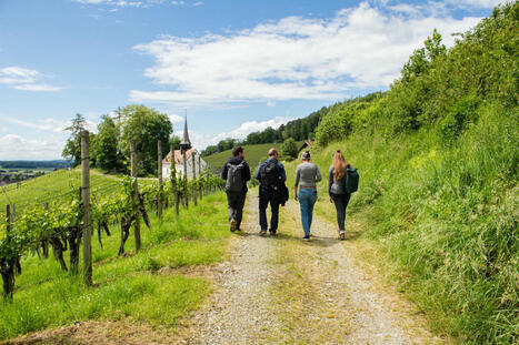 Balade viticole dans le Weinland zurichois – plaisir, connaissances et innovation numérique | Tourisme Culturel & Evénementiel | Scoop.it