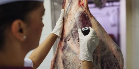 Belgique. Suite à des perquisitions, l'entreprise spécialisée en viande de boeuf VEVIBA perd son agrément | La Gazette des abattoirs | Scoop.it