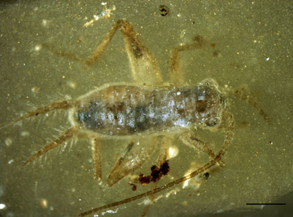 Les origines de l'incroyable biodiversit&eacute; des insectes remises en cause | EntomoNews | Scoop.it