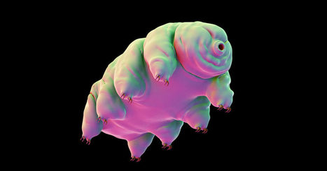 The Secret of the Crazy-Tough Water Bear, Finally Revealed | #Research | 21st Century Innovative Technologies and Developments as also discoveries, curiosity ( insolite)... | Scoop.it