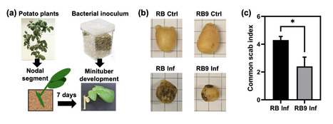 Original Paper in Plant Pathol • Michaud Collaboration 2022 • Increased abundance of patatins, lipoxygenase and miraculins in a thaxtomin A‐habituated potato Russet Burbank somaclone with enhanced ... | Collaborations | Scoop.it