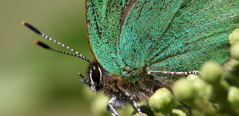 L'effet papillon : la nanotechnologie optique prend son envol [en anglais] | EntomoNews | Scoop.it