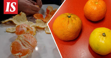 Mitä eroa on mandariinilla, klementiinillä ja satsumalla | 1Uutiset - Lukemisen tähden | Scoop.it