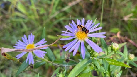 Montr&eacute;al annonce un plan pour les pollinisateurs avant la conf&eacute;rence de l'ONU sur la biodiversit&eacute;, la COP 15, qu'elle se pr&eacute;pare &agrave; accueillir le mois prochain | Vari&eacute;t&eacute;s entomologiques | Scoop.it