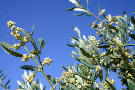 La temperatura ottimale e quella critica per una buona allegagione dell’olivo | OLIVE NEWS | Scoop.it