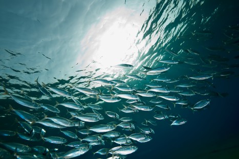 Occitanie : pêche artisanale et protection de la biodiversité, l'impossible combat ? | Métropolitain | HALIEUTIQUE MER ET LITTORAL | Scoop.it