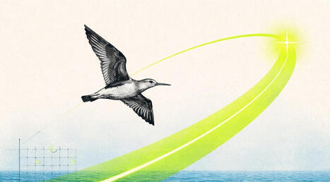 Les donn&eacute;es sont formelles : cet oiseau a travers&eacute; l&rsquo;oc&eacute;an sur une distance hallucinante en 11 jours seulement ! | Biodiversit&eacute; - @ZEHUB on Twitter | Scoop.it