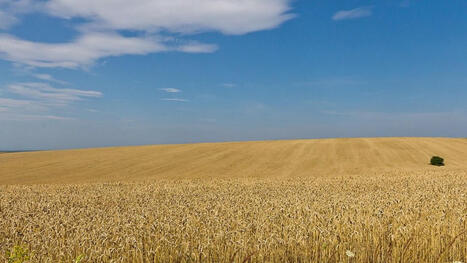 La guerre transforme les champs de bl&eacute; ukrainiens en bombes chimiques &agrave; retardement | Plan&egrave;te DDurable | Scoop.it