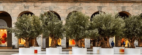 Olive Tree Installation Charms and Causes Controversy in Milan | OLIVE NEWS | Scoop.it