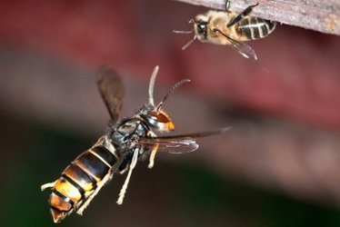 Pour protéger les abeilles des frelons asiatiques, testez la muselière | Variétés entomologiques | Scoop.it