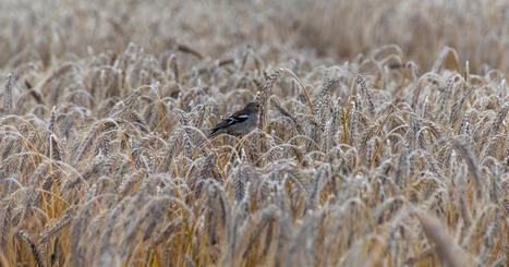 Les oiseaux sont davantage pr&eacute;sents dans les zones o&ugrave; l'&eacute;pandage de pesticides est moindre | ECOLOGIE - ENVIRONNEMENT | Scoop.it