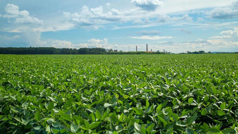 Pourquoi la France veut restaurer sa souveraineté en soja, colza ou pois | CORPS GRAS | Scoop.it