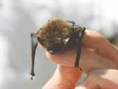 Les chauves-souris, un rempart contre le paludisme ? | Variétés entomologiques | Scoop.it