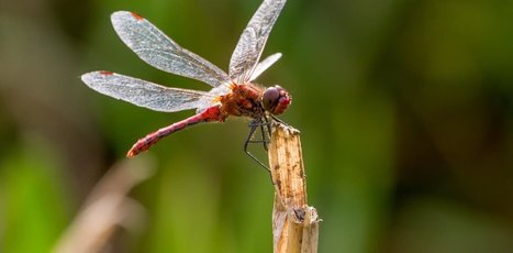 Meet the insects that are defying the plunge in biodiversity | Biodiversité | Scoop.it