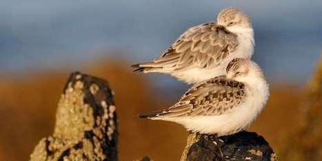 Pourquoi les pesticides sont bien l’une des causes du déclin des oiseaux | Les oiseaux au gré du vent | Scoop.it