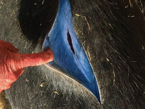 Hay cerdos en EEUU que se est&aacute;n volviendo azules por dentro: solo hay una explicaci&oacute;n posible | Mi Caj&oacute;n de Ideas | Scoop.it