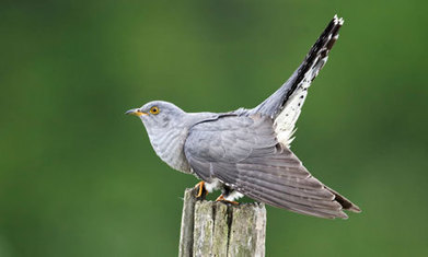 A dawn chorus of reckless confidence | Nature Flash | Scoop.it