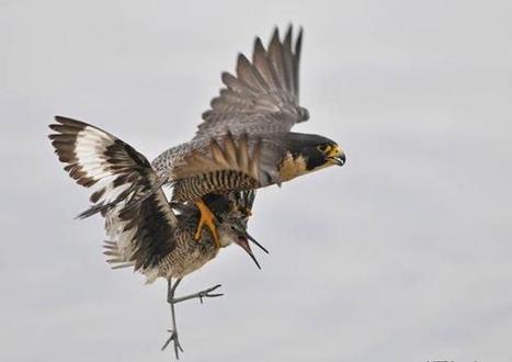 Stunning Aerial Attack: Peregrine Falcon Snatches Hapless Willet | Coastal Restoration | Scoop.it