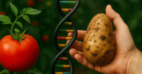 Descubren que las patatas descienden de los tomates: el ADN revela que un cruce de hace 9 millones de años cambió la evolución vegetal para siempre | Santiago Sanz Lastra | Scoop.it