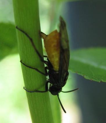 AU MOIS DE JUIN : Tenthrède ou Mouche à scie - Arge pagana | Les Colocs du jardin | Scoop.it