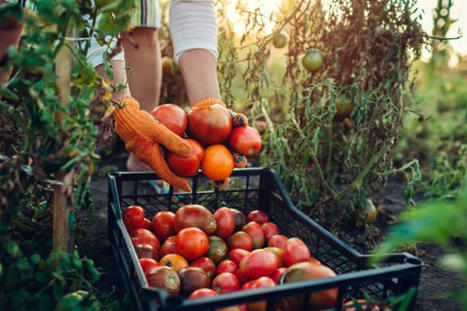 Agriculture biologique : la Nouvelle-Aquitaine vise 18% de surfaces converties en 2027 | Les &eacute;co-activit&eacute;s en Gironde | Scoop.it