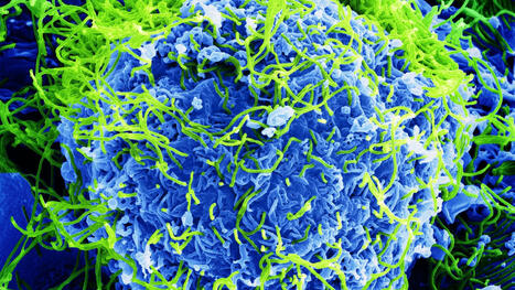 How Far Has Ebola Spread? Italy And Brazil Probe Suspected Cases | IBTimes UK | Virology News | Scoop.it