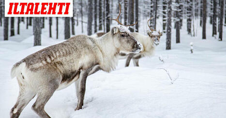Karu kuva Lapista julki | 1Uutiset - Lukemisen tähden | Scoop.it