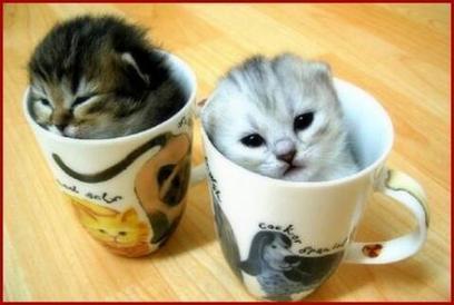 Tweet from @EmrgencyKittens | foodSenses | Scoop.it