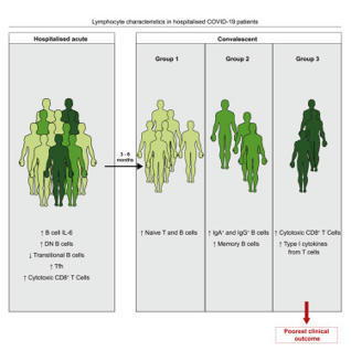 Alterations in T and B cell function persist in convalescent COVID-19 patients - ScienceDirect | Immunology | Scoop.it