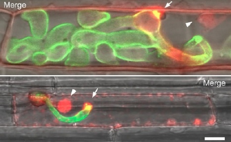 Translocation of Magnaporthe oryzae Effectors into Rice Cells and Their Subsequent Cell-to-Cell Movement. Plant Cell (2010) | Host Translocation of Plant Pathogen Effectors | Scoop.it