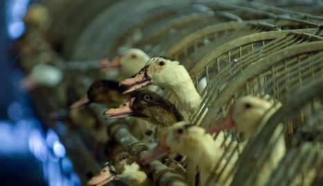 Grippe aviaire: la consommation de foie gras bat de l'aile | Le Fil @gricole | Scoop.it