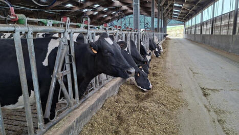 Agriculture et canicule: les &eacute;leveurs fran&ccedil;ais face au risque de p&eacute;nurie de fourrage [2/3] - Reportage FRANCE | CIHEAM Press Review | Scoop.it