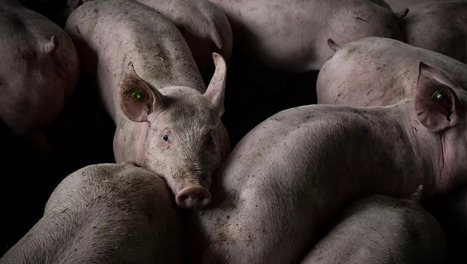 Le porc europ&eacute;en obtient une r&eacute;duction des droits de douane impos&eacute;s par la Chine | Revue de presse du Centre de doc | Scoop.it
