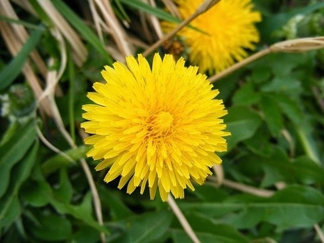 Recette de boisson tonique aux fleurs de pissenlit (detox naturel) | Beauté, santé, des soins, des cosmétiques naturels aux plantes, à fabriquer soi-même | Scoop.it