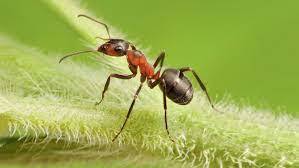 [Article scientifique] The effects of ants on pest control: a meta-analysis | SCIENCES DU VEGETAL | Scoop.it