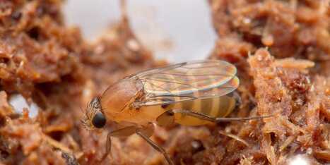 Those “Fruit Flies” in Your Kitchen Might Be Something Far Worse | Industry 411 - Waste Management | Scoop.it