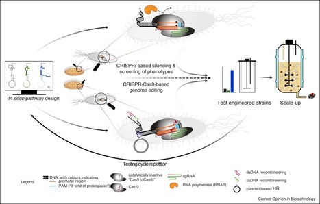 Hijacking CRISPR-Cas for high-throughput bacterial metabolic engineering: advances and prospects | RMH | Scoop.it