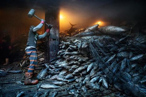 The sea is running out of fish, despite nations’ pledges to stop | Biodiversité | Scoop.it