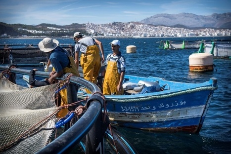 L'aquaculture, seul horizon des petits pêcheurs marocains en Mediterranée | HALIEUTIQUE MER ET LITTORAL | Scoop.it