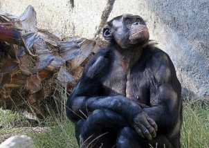 Were You Born Selfish?: An Interview with Frans de Waal | Empathy and Animals | Scoop.it
