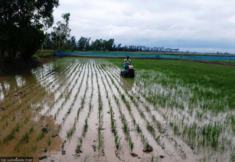 NEPAL: Paddy farmers boost yield by using System of Rice Intensification | SRI Global News-- January-April, 2026 -- System of Rice Intensification (SRI) | Scoop.it