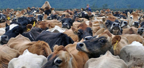Que nous réserve la production laitière néo-zélandaise pour les cinq prochaines années ? | Questions de développement ... | Scoop.it