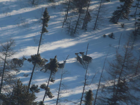 Protection du caribou forestier : deux hardes, deux approches | Ils parlent de nous ! | Scoop.it