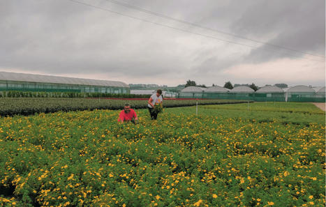 Groupement de producteurs Kerisnel : Créer l'émerveillement chez l'acheteur | HORTICULTURE | Scoop.it