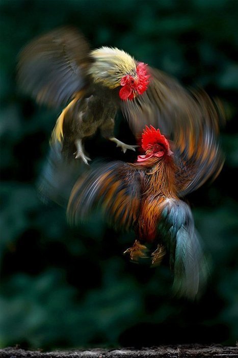 Las espectaculares fotografías de naturaleza de Sam Lim | Artículos CIENCIA-TECNOLOGIA | Scoop.it
