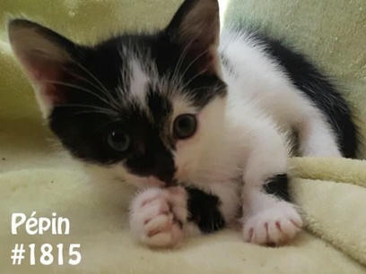 Journ&eacute;e d&rsquo;adoption pour les Animaux de la seconde chance | Le Soir Matanie | Revue de presse La Matanie | Scoop.it